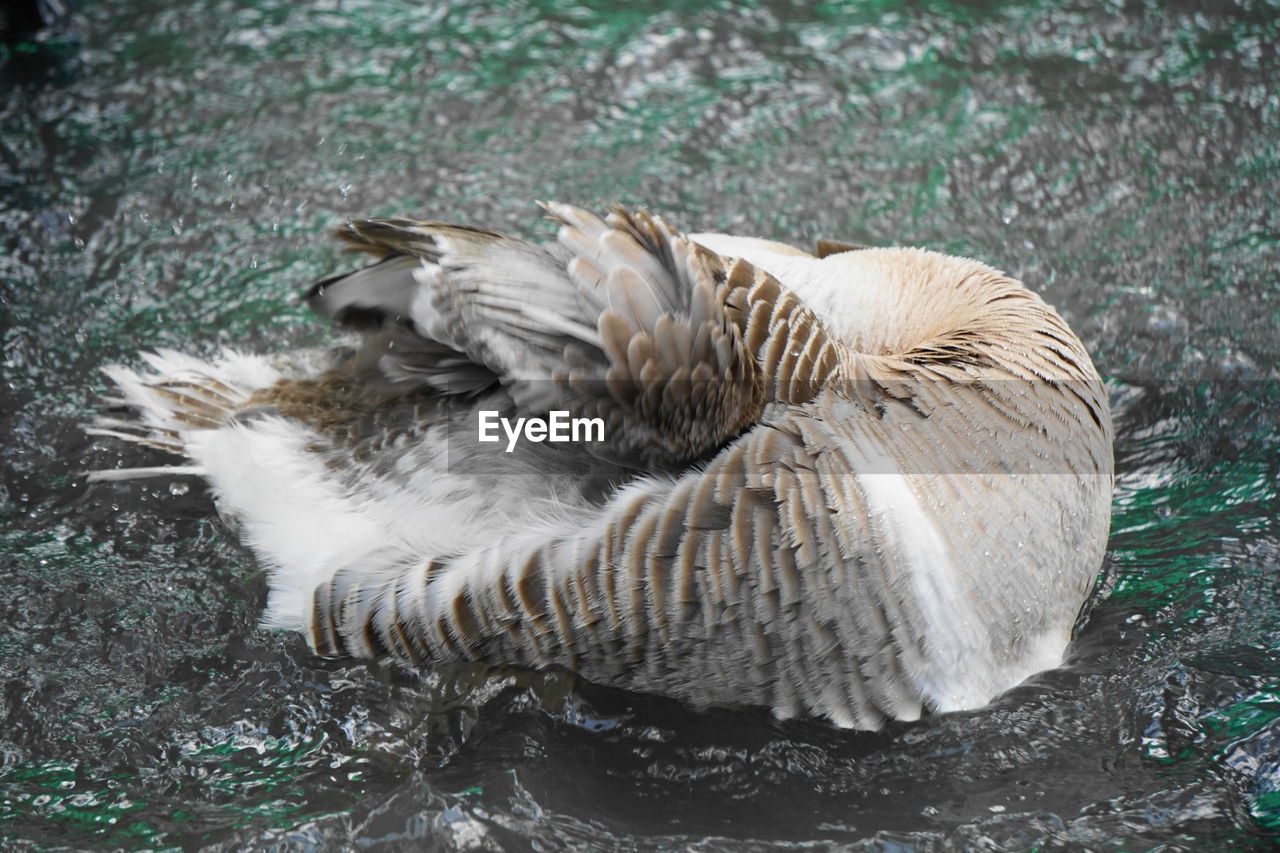 VIEW OF DUCKS IN WATER