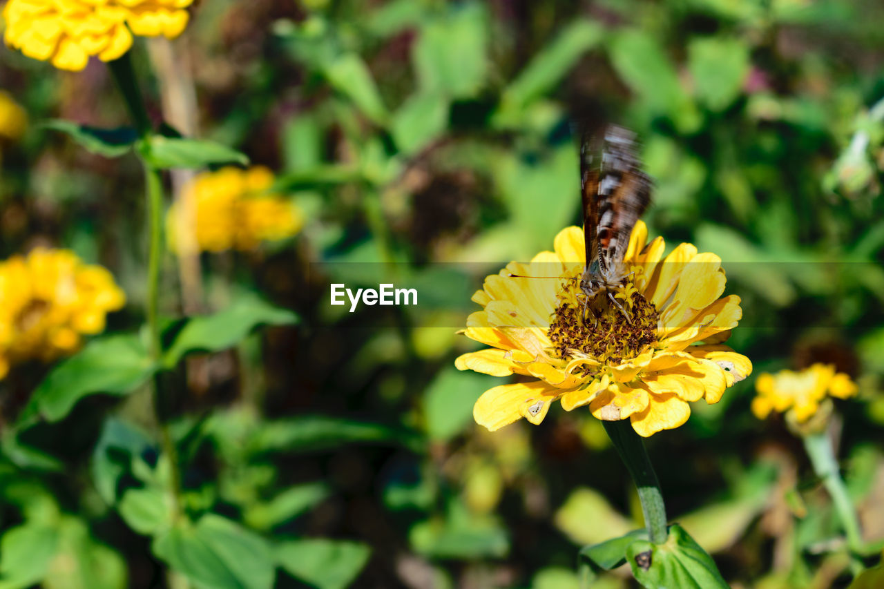 BEE PERCHING ON YELLOW FLOWER