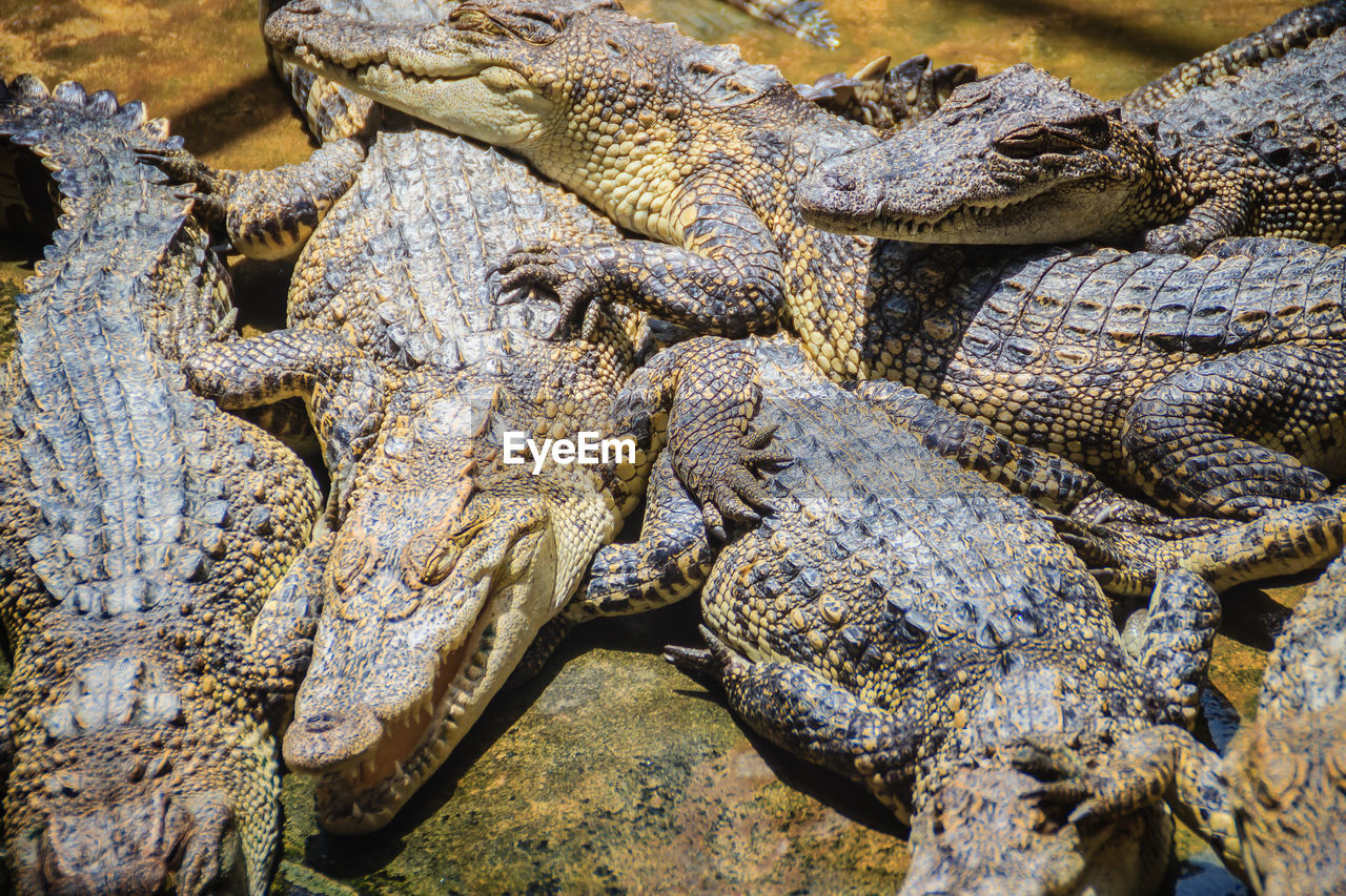 HIGH ANGLE VIEW OF CROCODILE