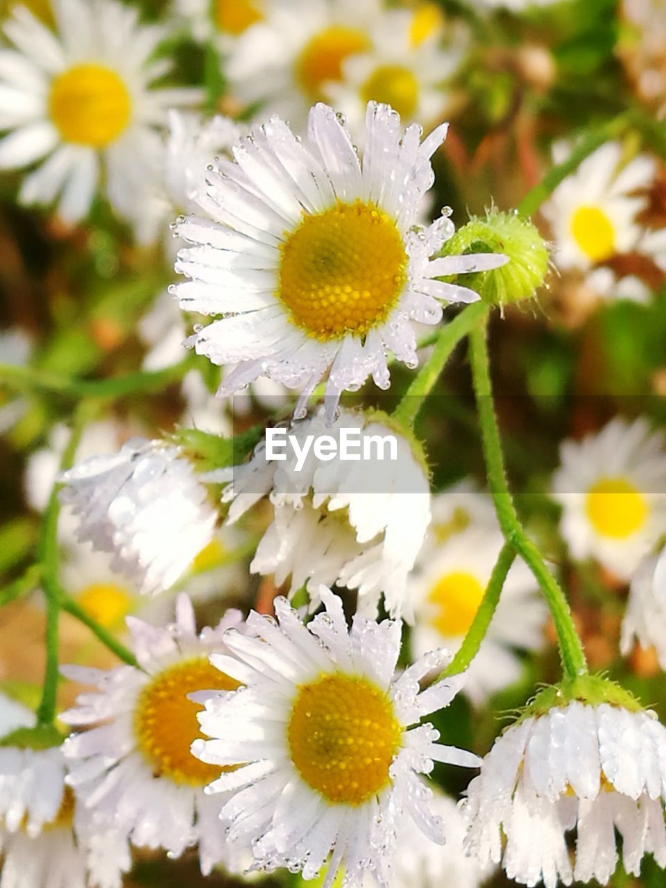 CLOSE-UP OF WHITE DAISY FLOWERS