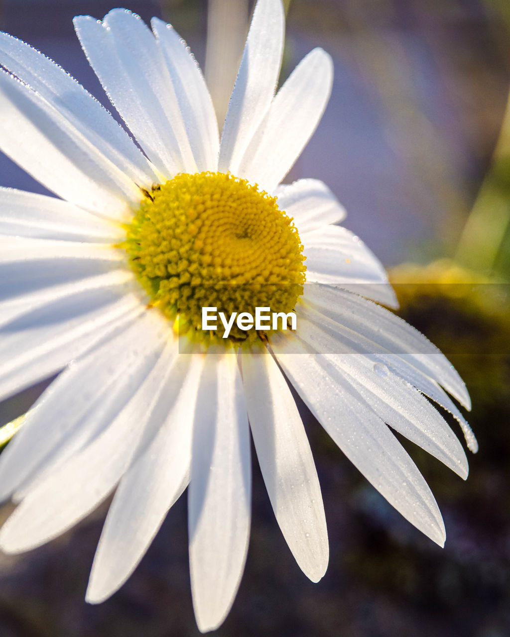 CLOSE-UP OF WHITE FLOWER WITH YELLOW POLLEN