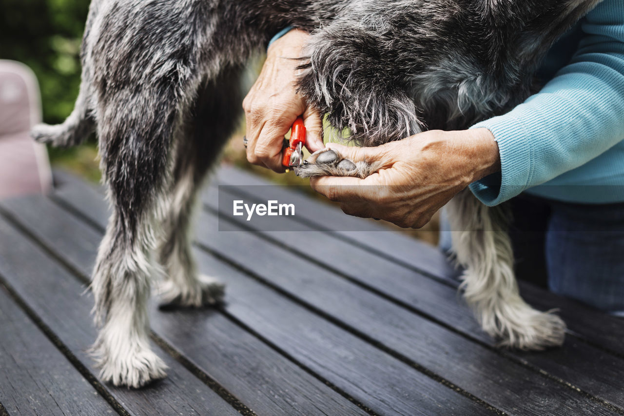 Cropped image of senior woman cutting dog's nails on table