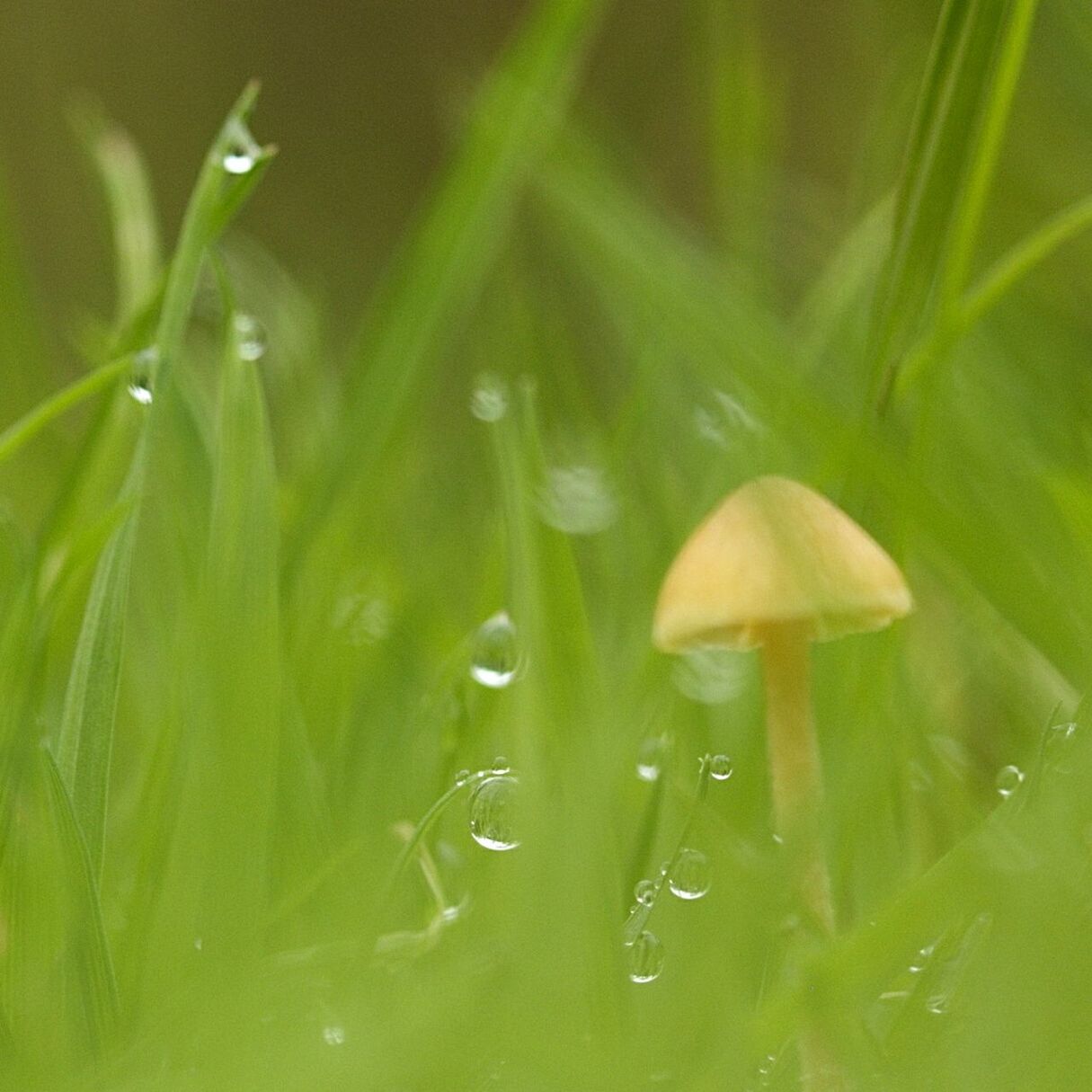 Close-up of mushroom amidst grass during rainy season