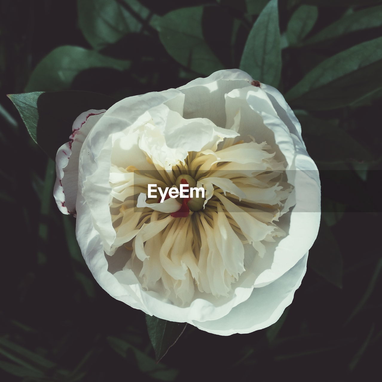 Directly above shot of white flower blooming at park