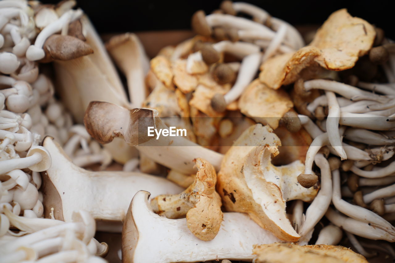 CLOSE-UP OF MUSHROOMS IN PLATE ON TABLE