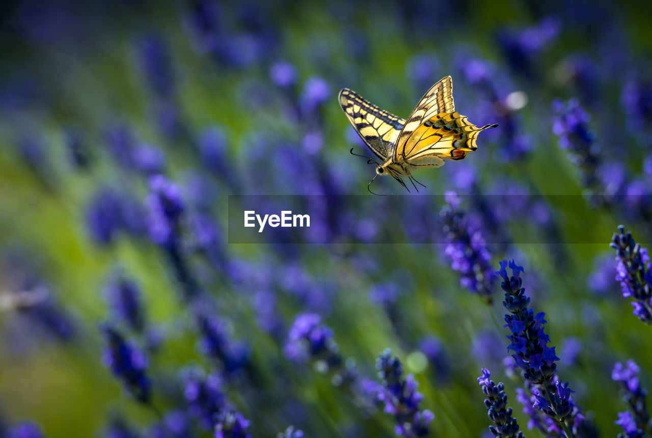 Close-up of butterfly flying over lavender flowers