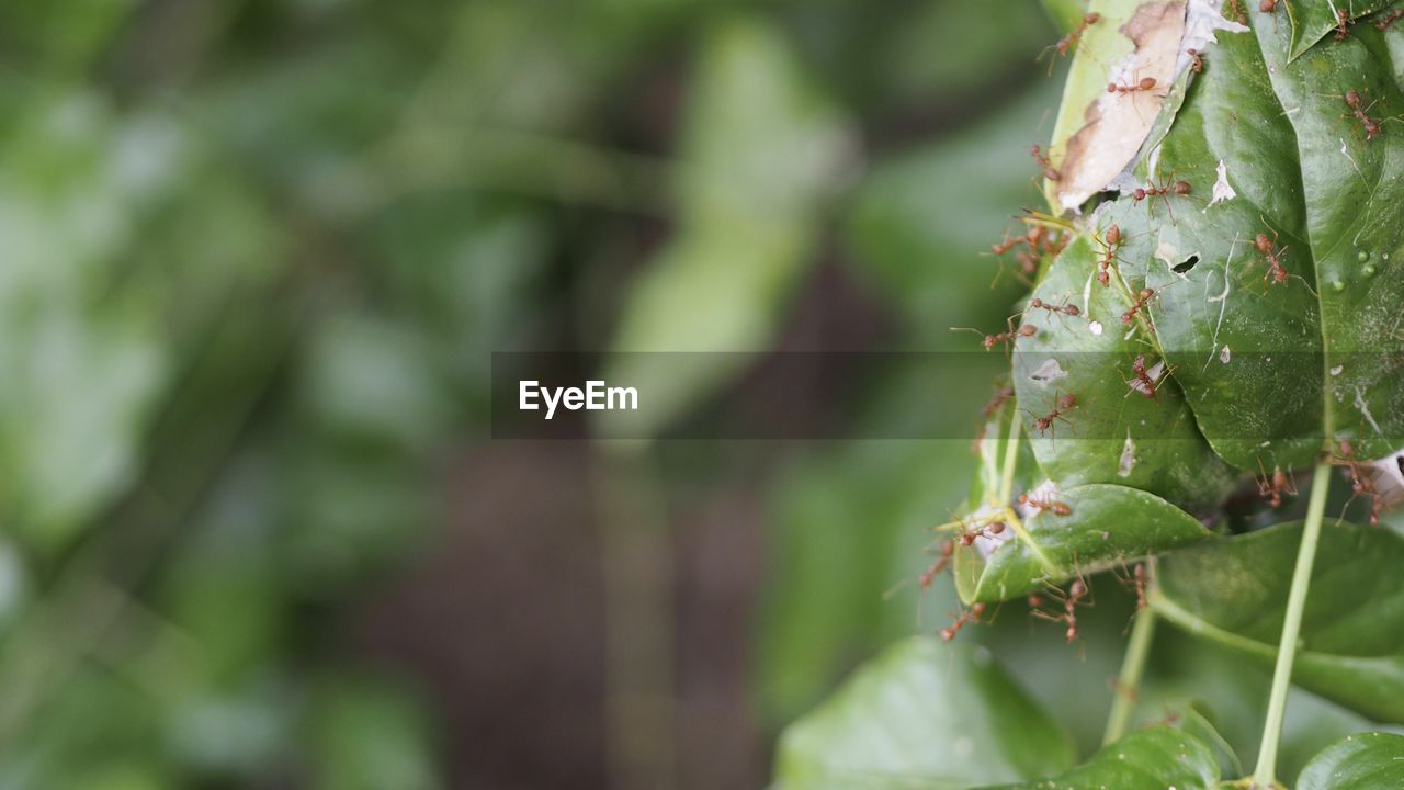 Close-up of insect on plant  polymorphic of ant