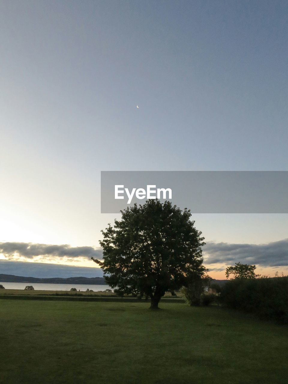 TREES ON GRASSY FIELD AGAINST SKY