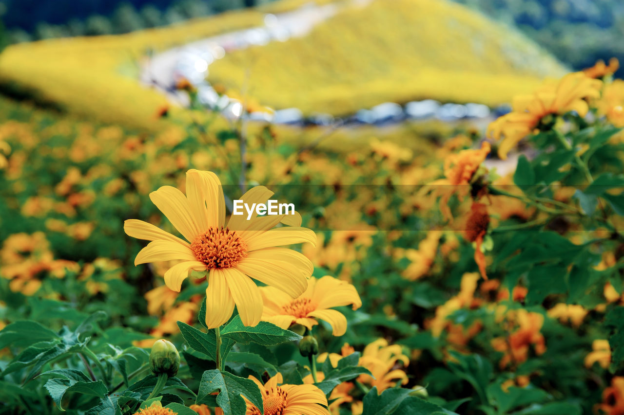 Close-up of yellow flowers blooming in park