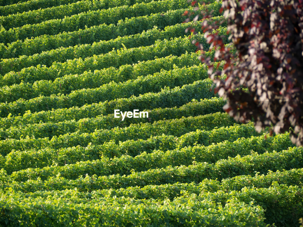 HIGH ANGLE VIEW OF FRESH GREEN PLANTS ON FIELD