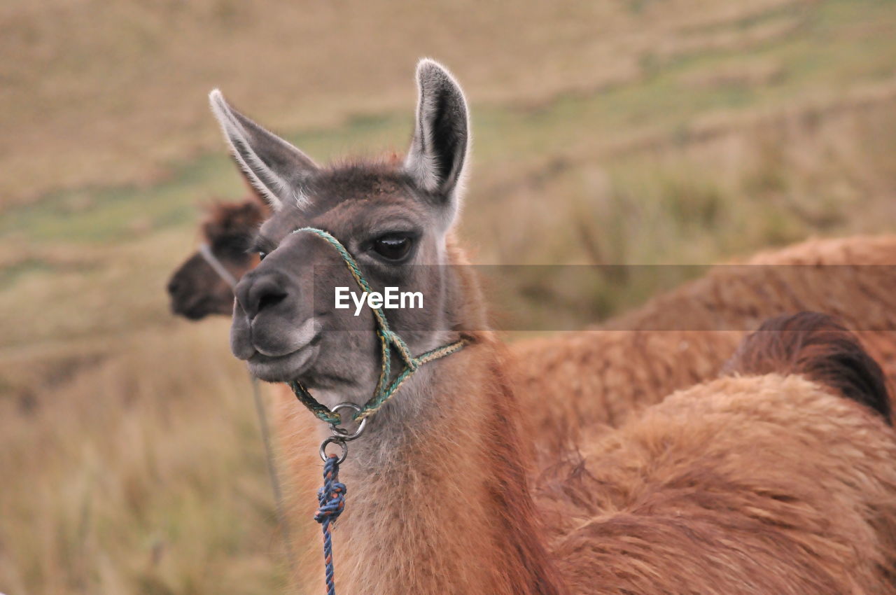 Close-up portrait of a camel on field