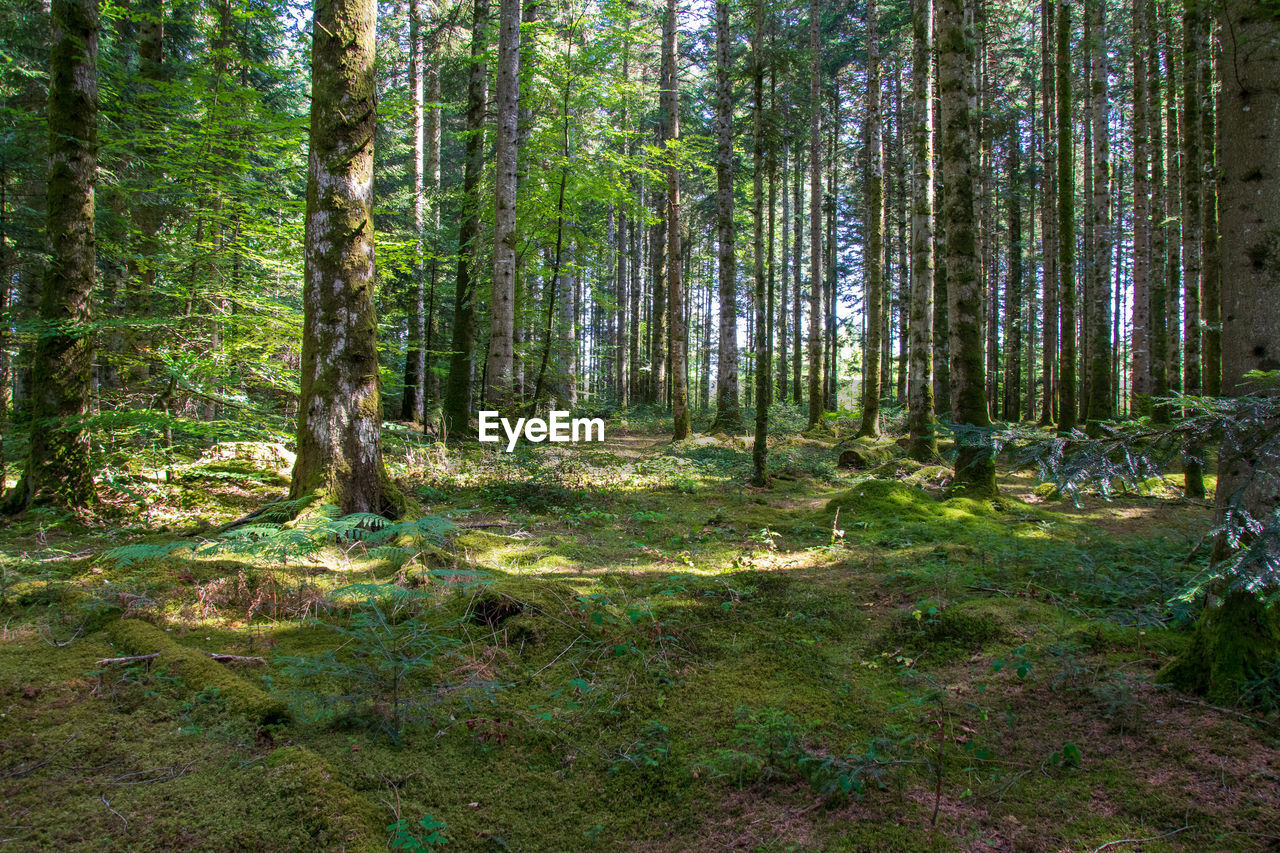 Trees growing in forest