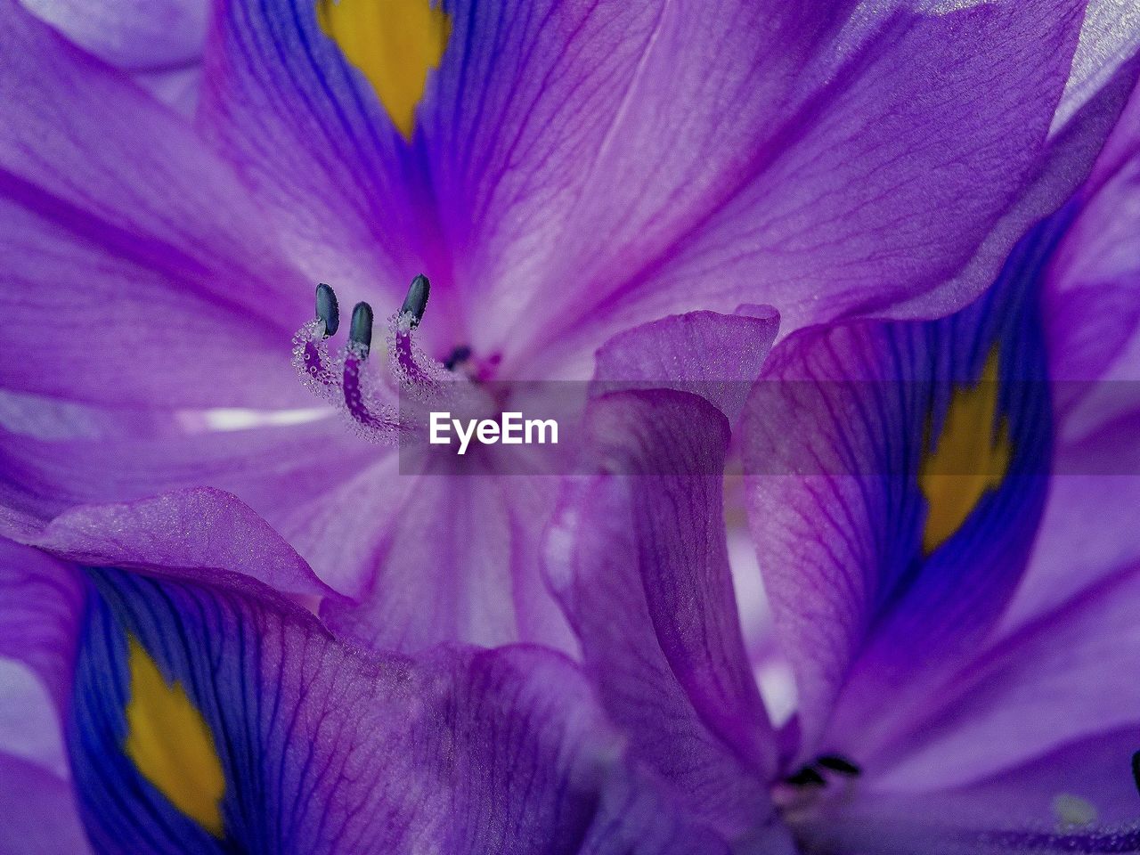 Close-up of purple flowers