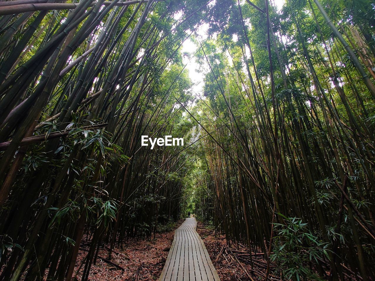 LOW ANGLE VIEW OF BAMBOO TREES