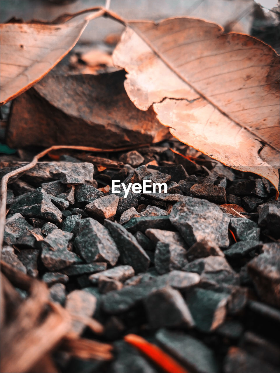 High angle view of dry leaves on field