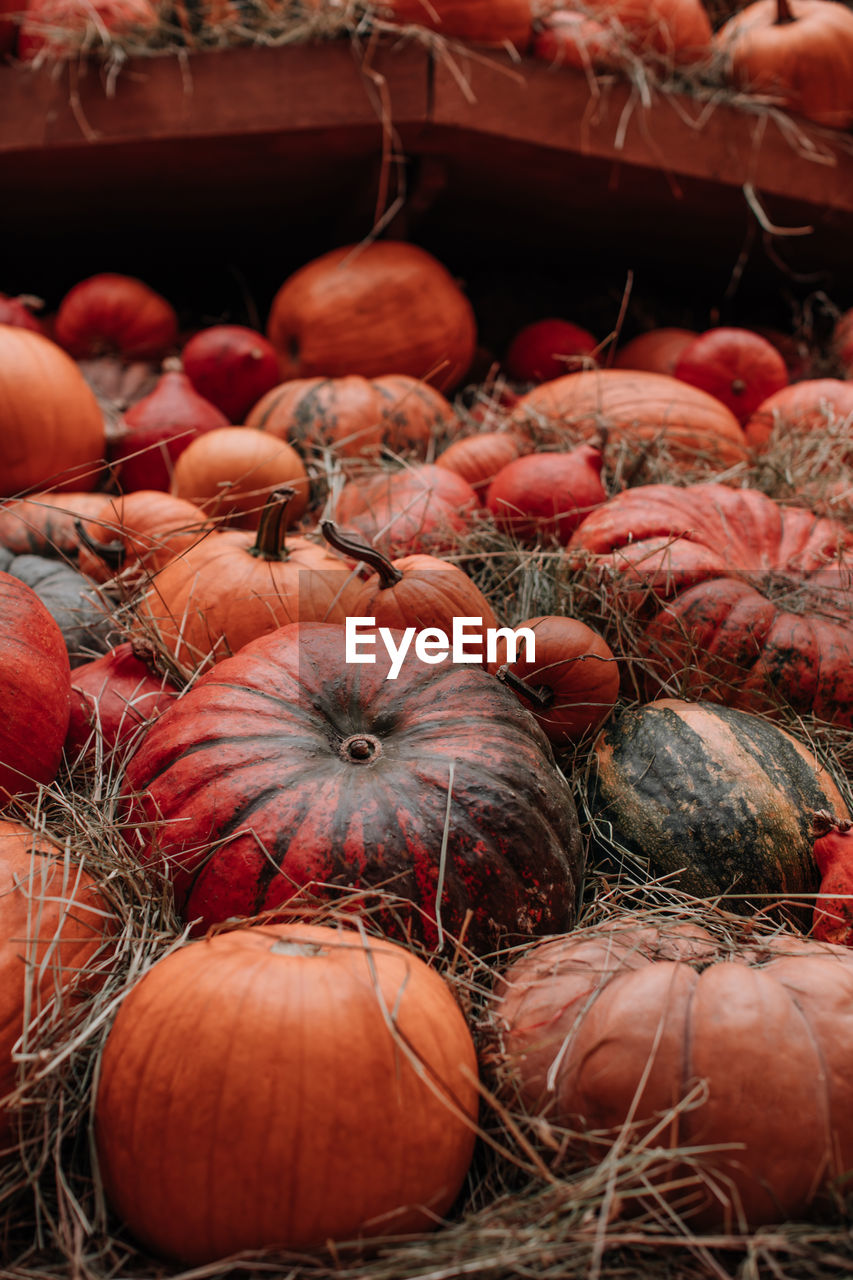 Thanksgiving holiday. halloween. lots of orange pumpkins in a hay. farmer's market. autumn harvest. 