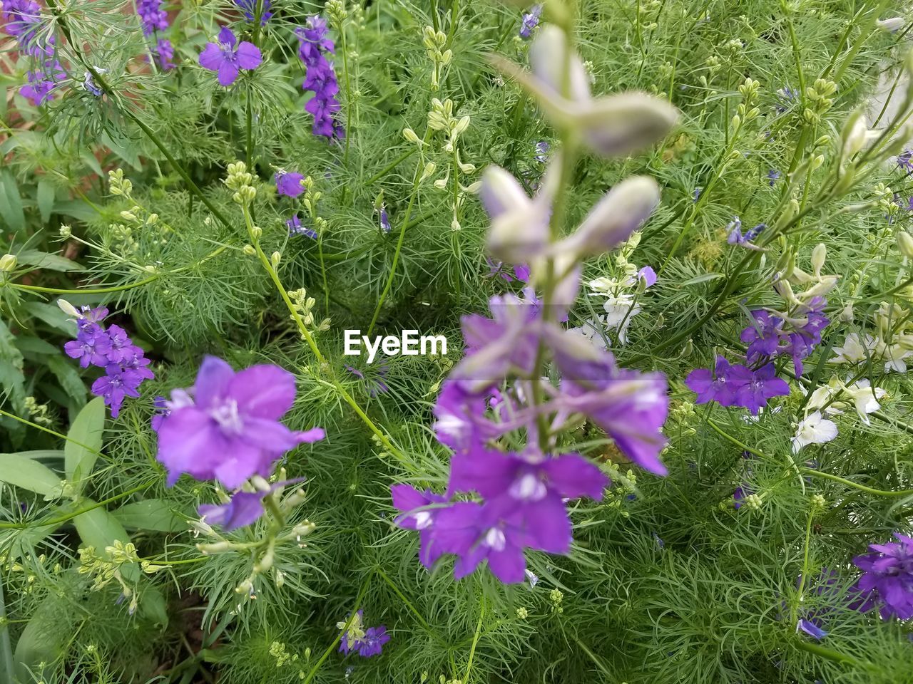 PINK FLOWERS BLOOMING IN FIELD