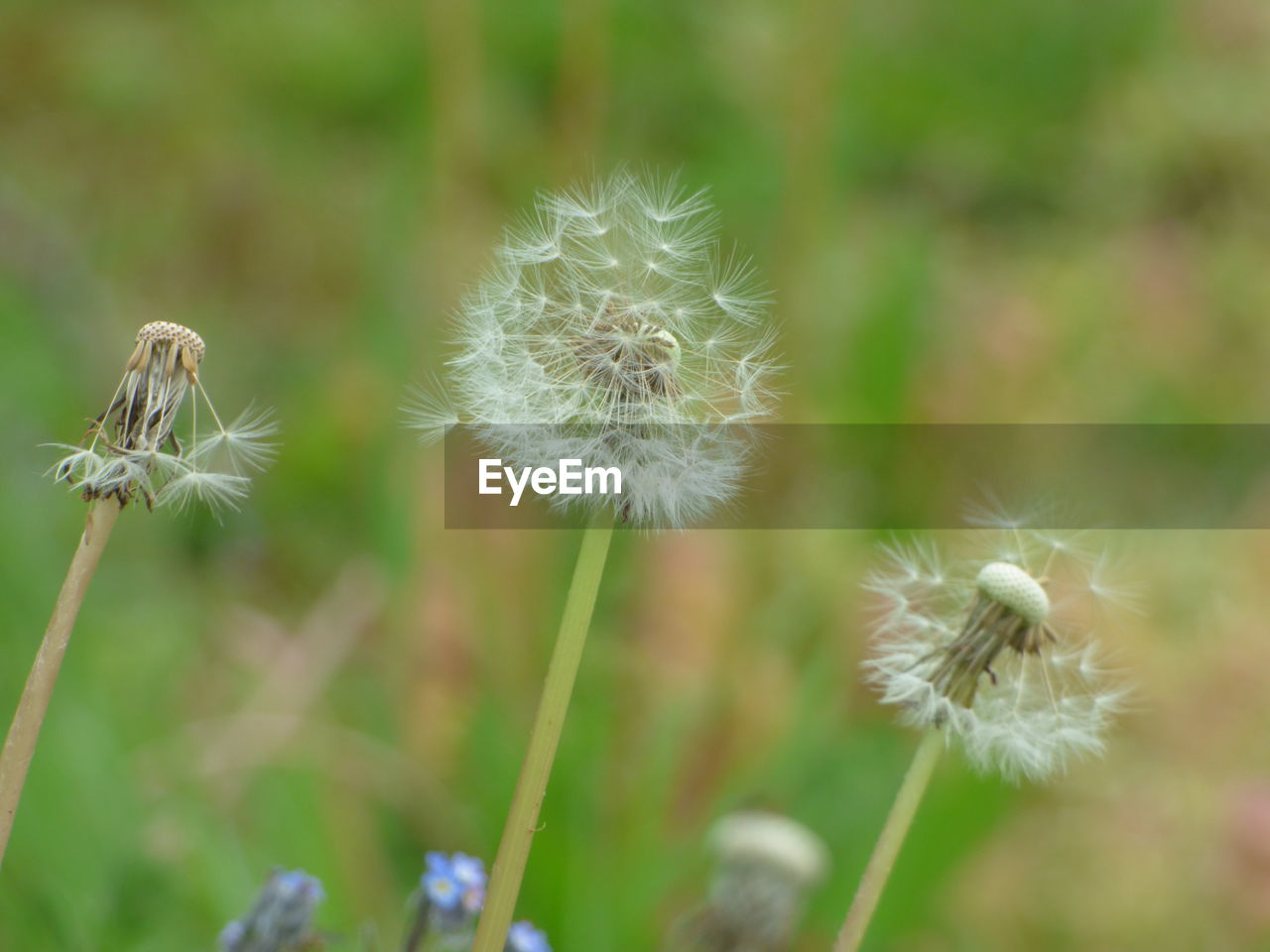 Close-up of dandelion