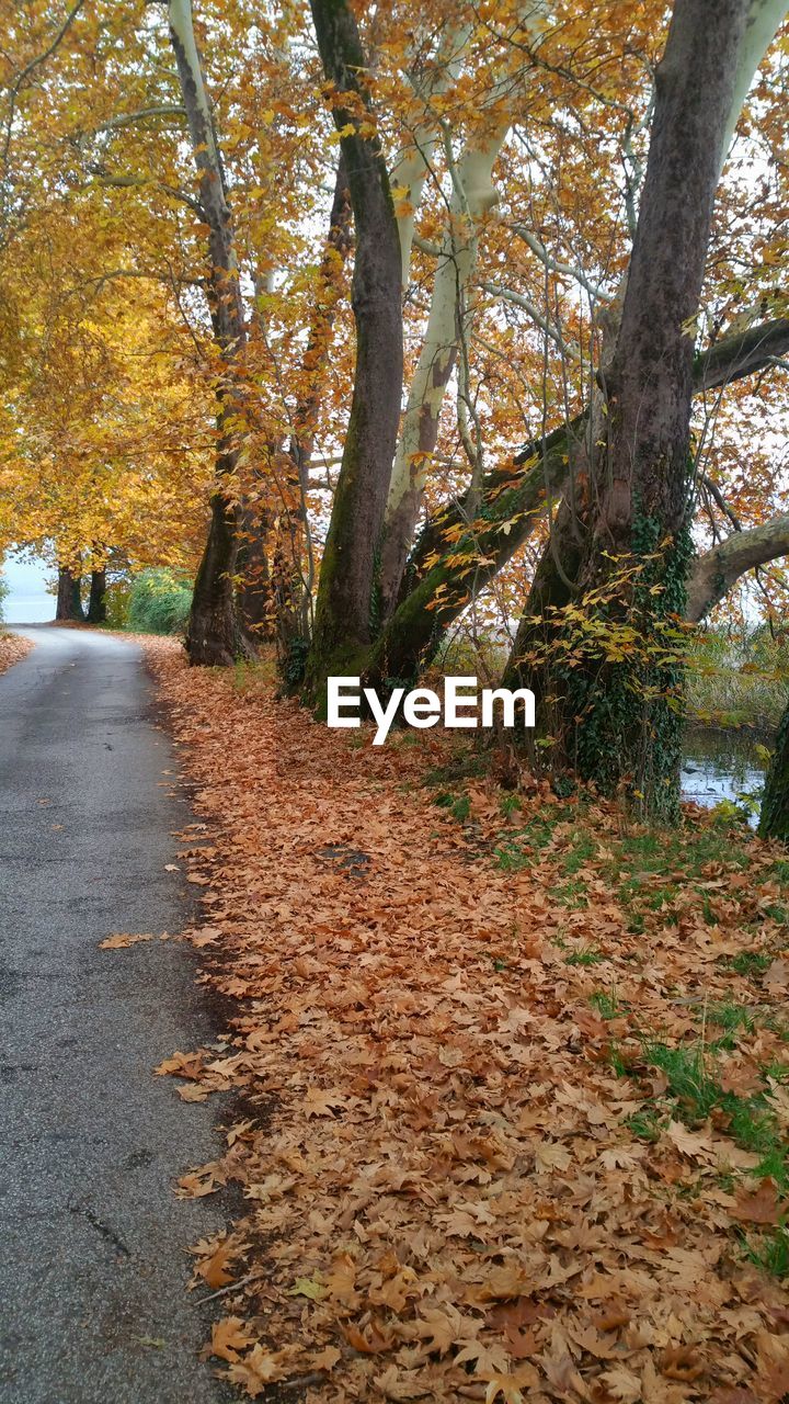 Road amidst trees in forest during autumn