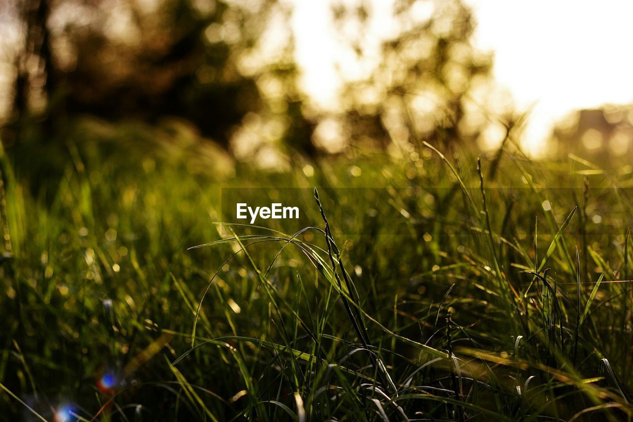 Close-up of grass growing on field