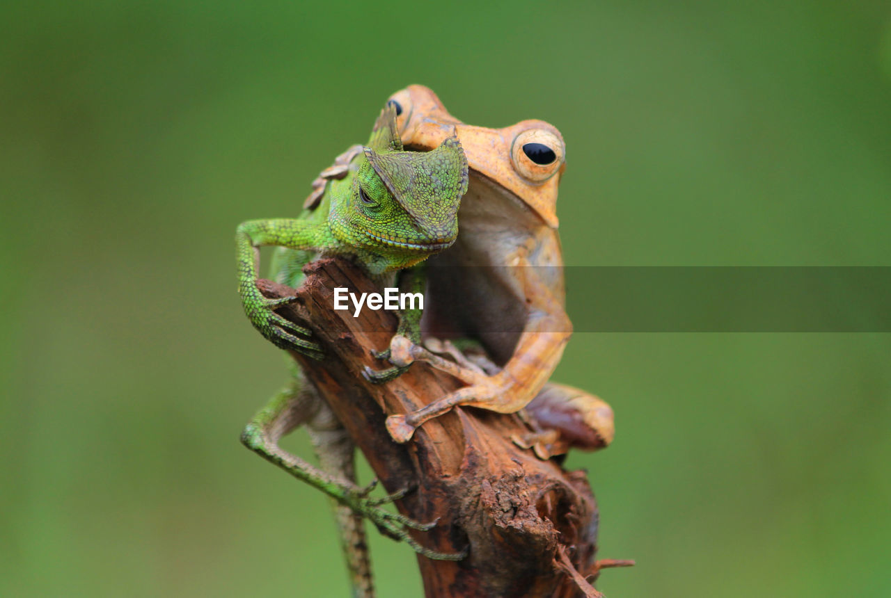 animal themes, animal, animal wildlife, one animal, wildlife, green, close-up, macro photography, nature, reptile, tree, no people, lizard, focus on foreground, plant, branch, frog, outdoors, animal body part, amphibian, day, environment, green background