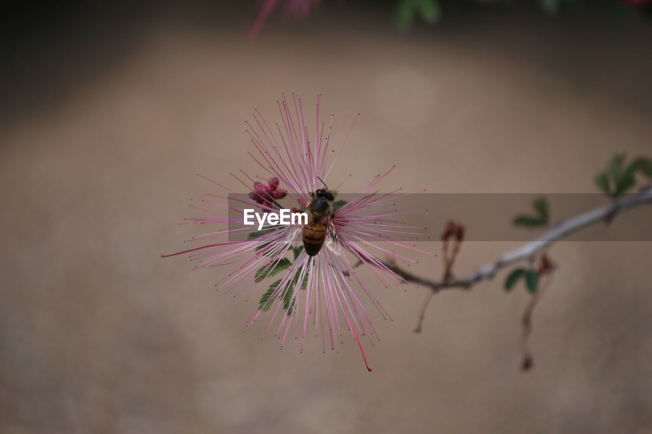 Close-up of insect on pink flower