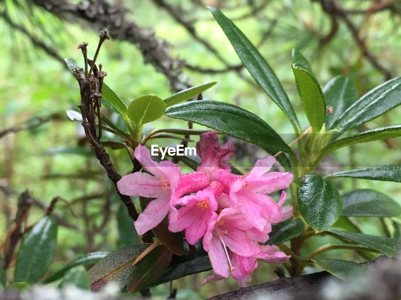 CLOSE-UP OF PINK FLOWERS ON PLANT