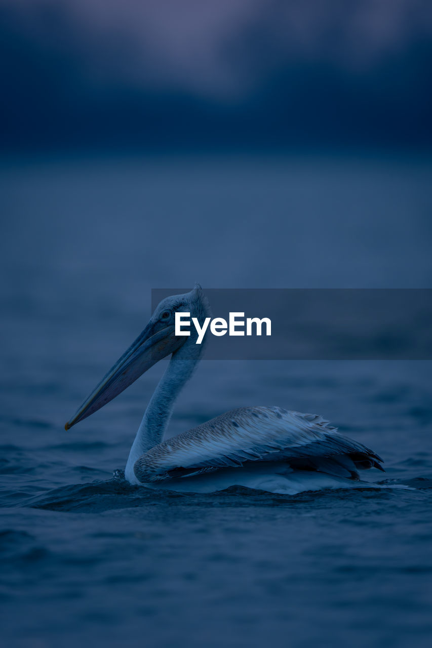 pelican swimming on lake