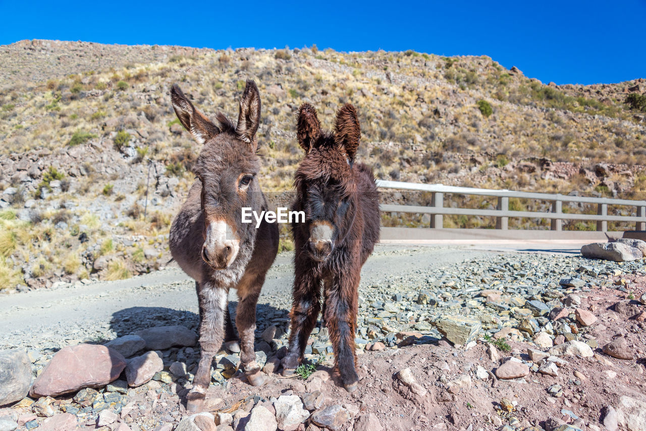 Portrait of donkeys on rocky field against mountain