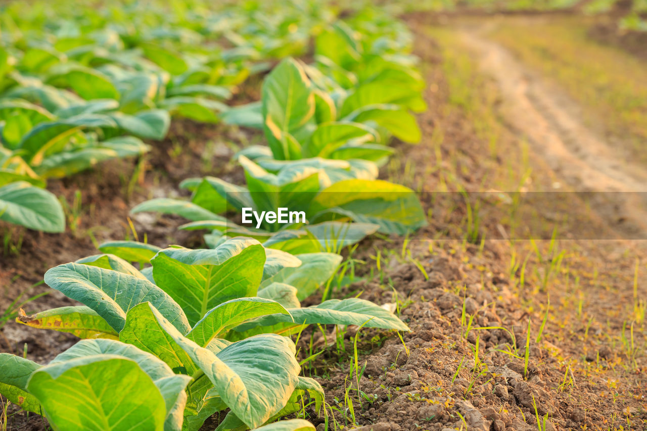 CLOSE-UP OF FRESH GREEN PLANTS IN FIELD