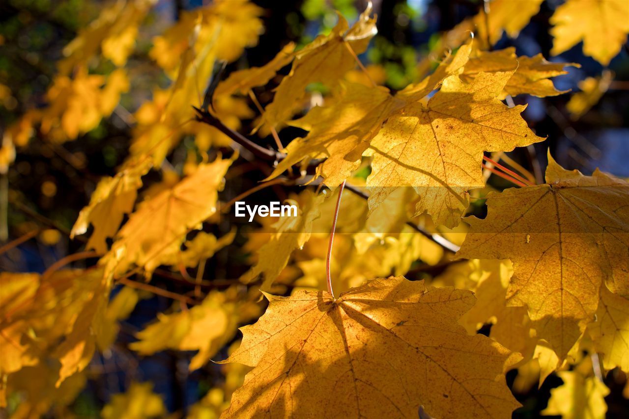 Close-up of yellow maple leaves