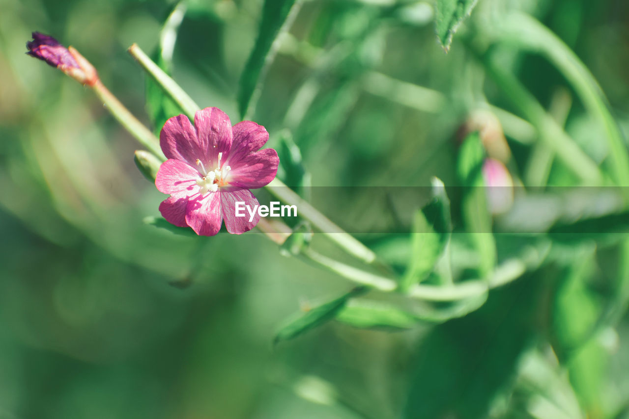 Close-up of pink flowering plant