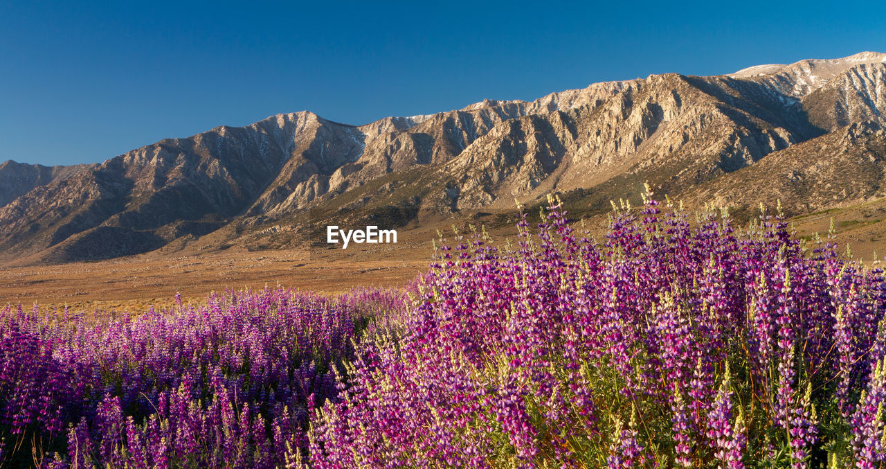 Wild lupine in front of the sierra nevada mountains