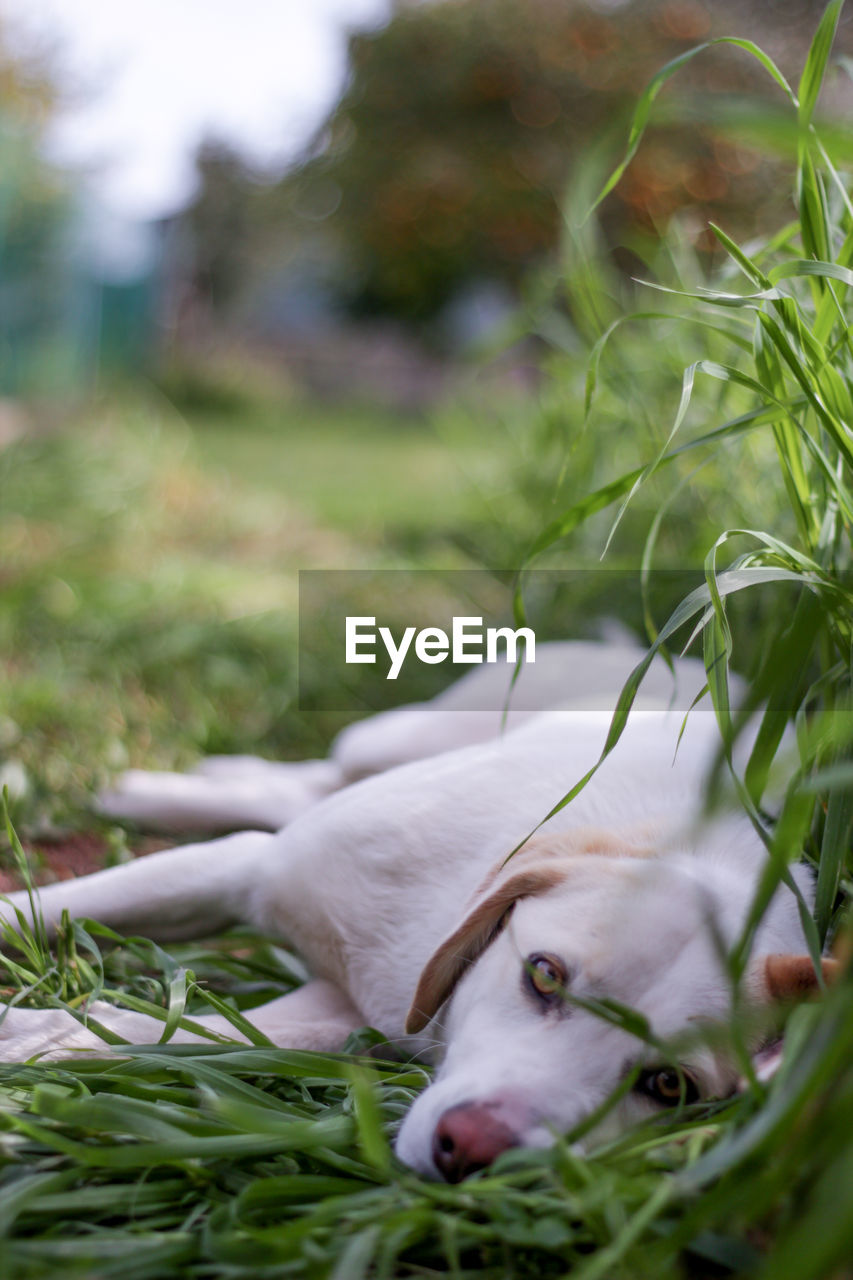 CLOSE-UP OF DOG