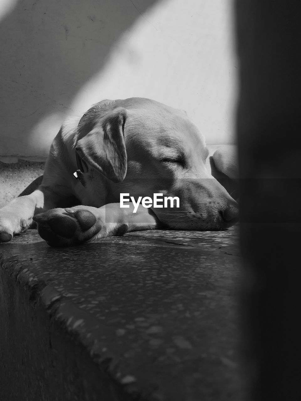 Close-up of dog sleeping on floor at home