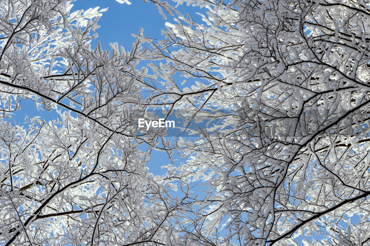 LOW ANGLE VIEW OF CHERRY BLOSSOM TREE AGAINST SKY