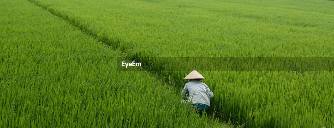Rear view of farmer working in rice field