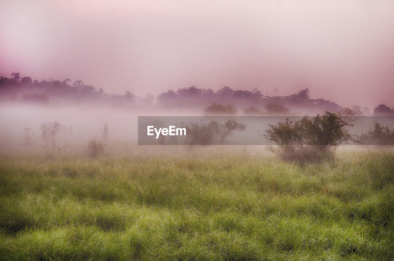Scenic view of field during foggy weather