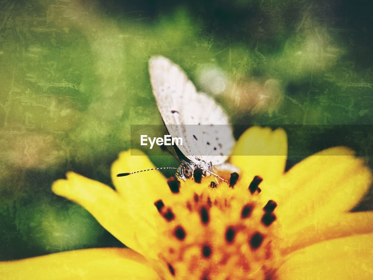 CLOSE-UP OF BUTTERFLY ON FLOWER