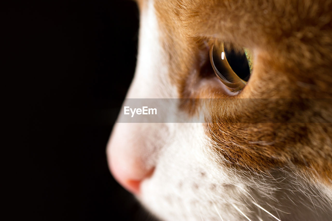 Close-up of cat against black background