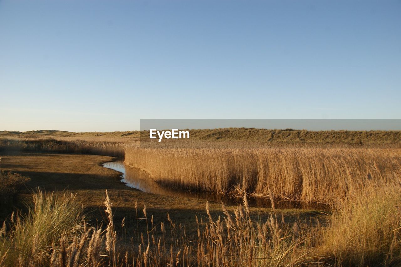 Scenic view of field against clear sky