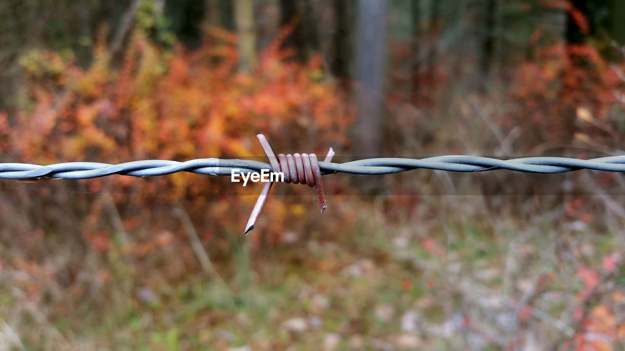 Close-up of barbed wire fence against plants during autumn