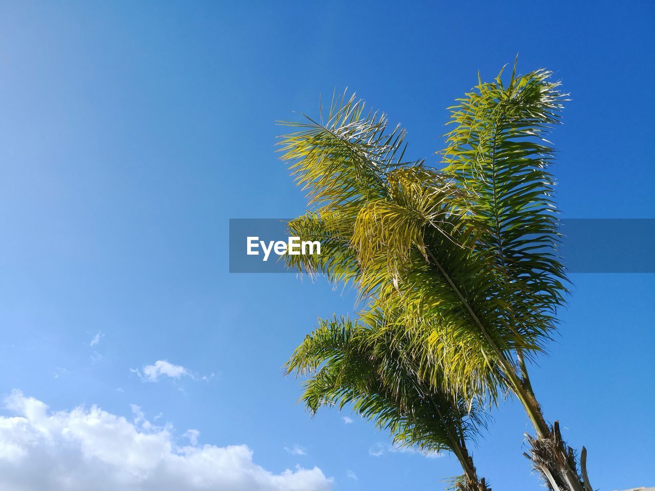 LOW ANGLE VIEW OF TREE AGAINST CLEAR BLUE SKY