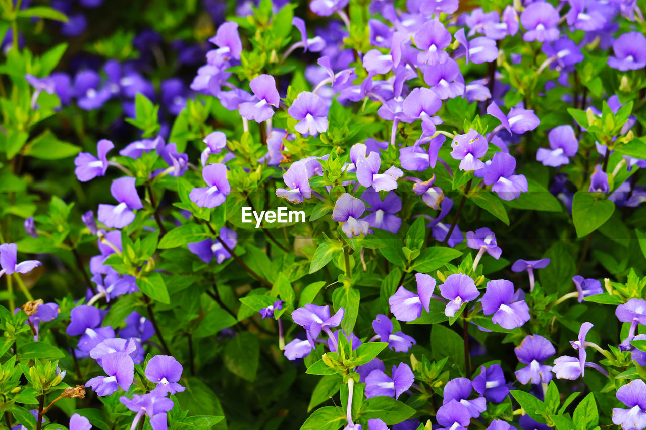 Close-up of purple flowering plants