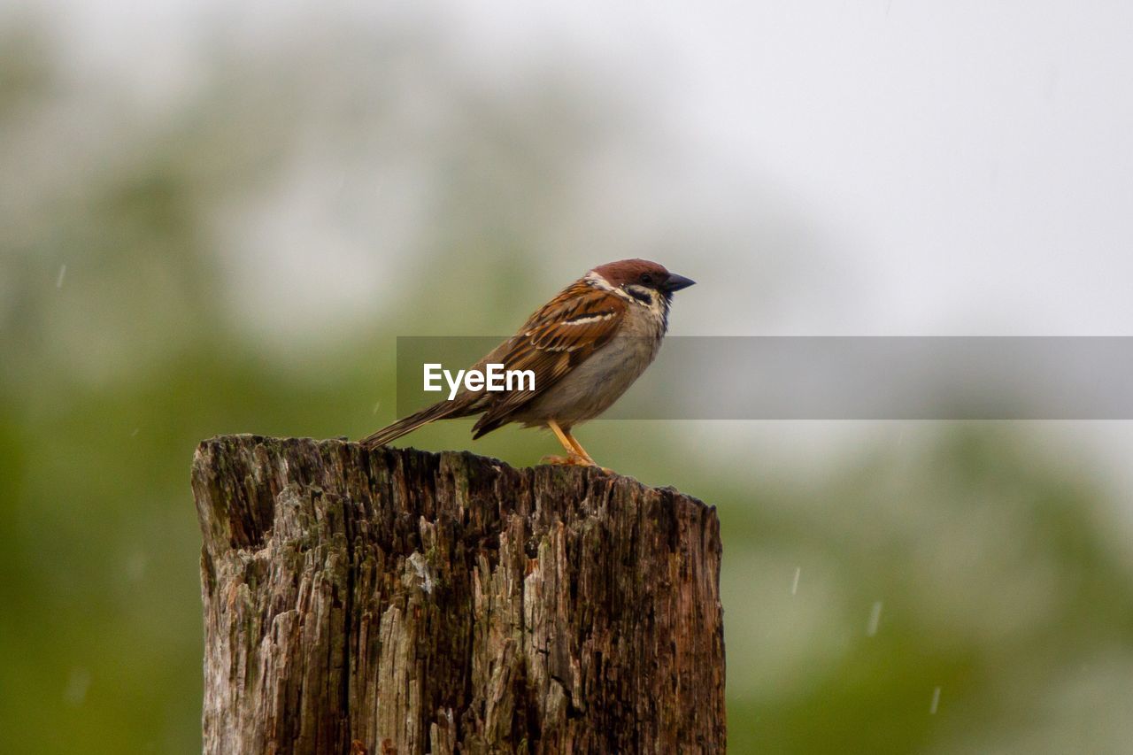 Close-up of sparrow perching on wooden post