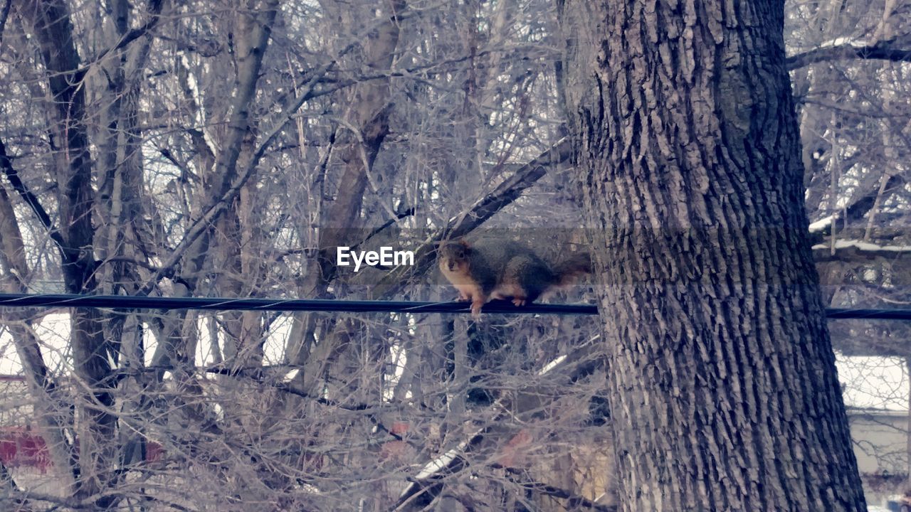 Squirrel on cable in forest