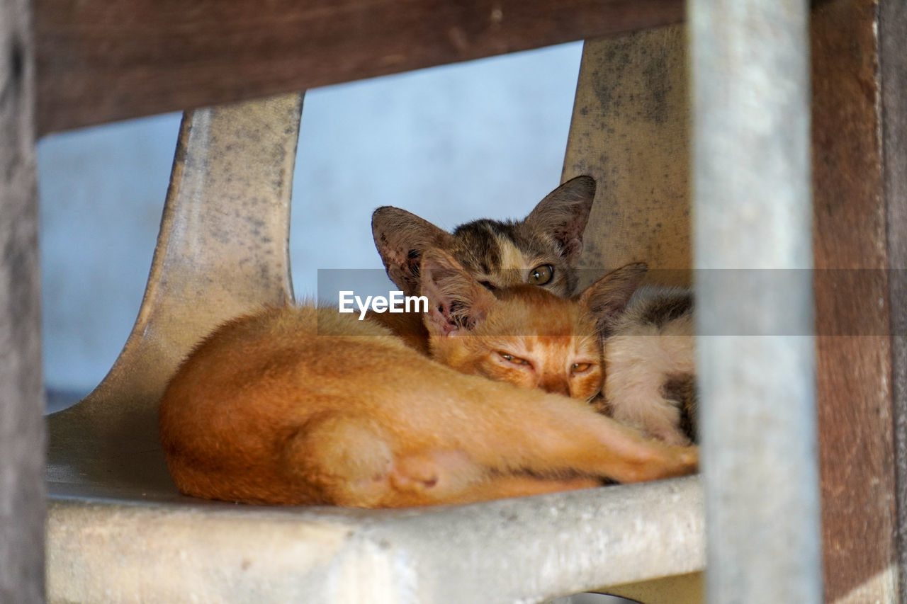 animal, animal themes, mammal, pet, cat, one animal, domestic animals, no people, feline, whiskers, relaxation, domestic cat, carnivore, animal wildlife, wildlife, day, felidae, wood, outdoors