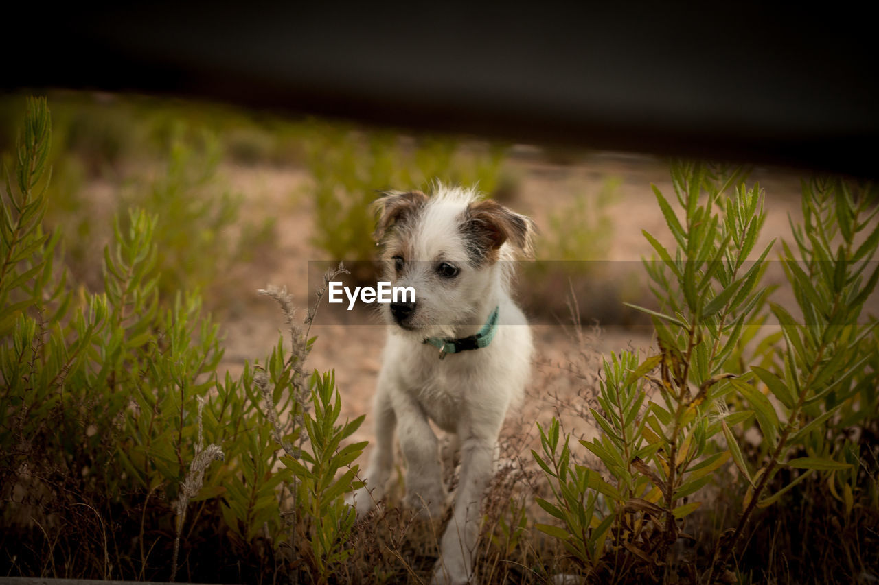 PORTRAIT OF DOG LYING ON FIELD