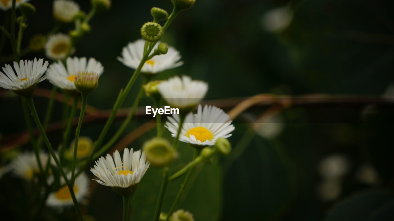 Close-up of white daisy flowers