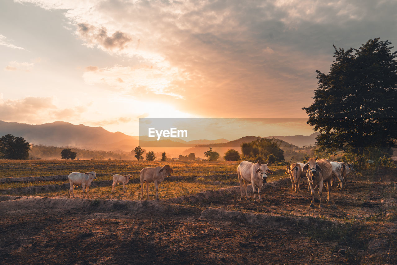 HORSES GRAZING IN FIELD DURING SUNSET